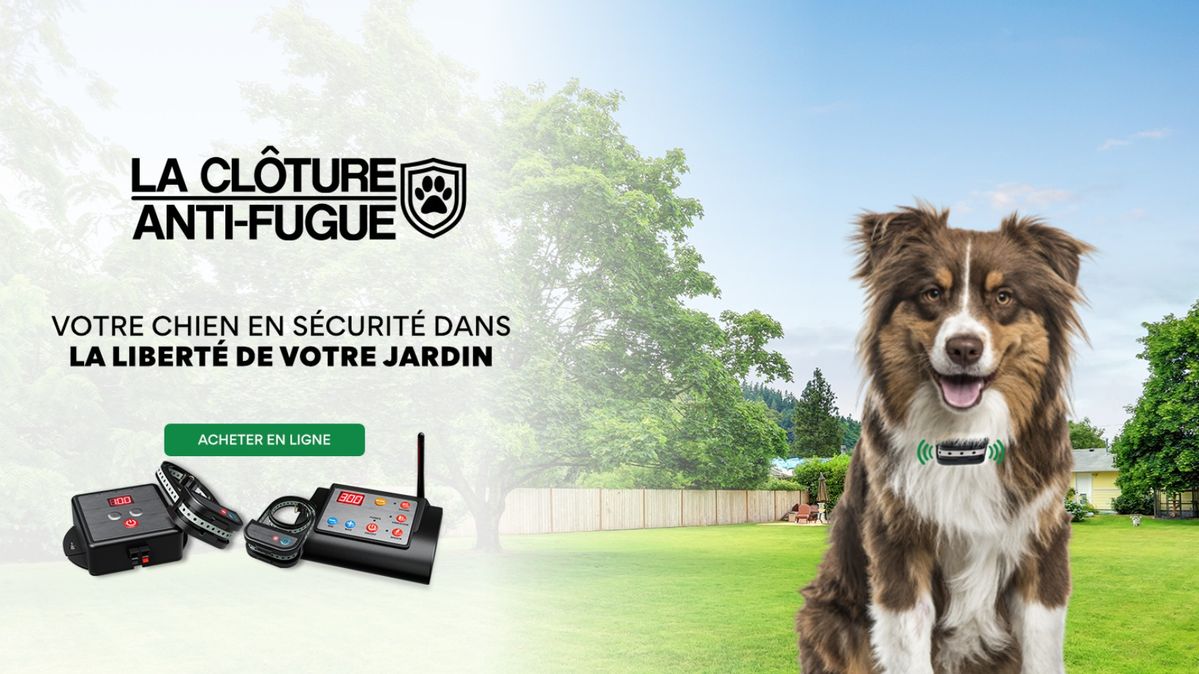 Votre chienne jouis pour vous